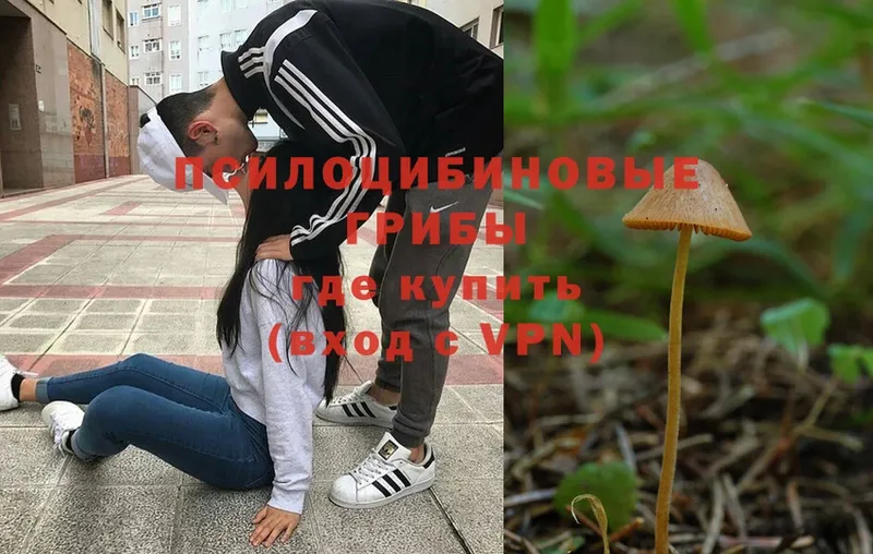 Псилоцибиновые грибы Psilocybe  Артёмовский 